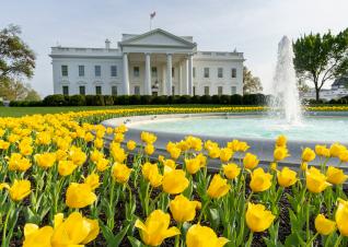 黃色鬱金香在白宮北草坪上開花的照片