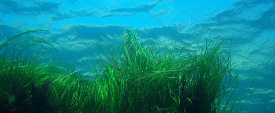 Seagrass Credit NOAA/Claire Fackler