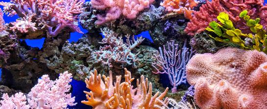 珊瑚礁的彈性